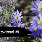 natuurlijk bijenvriendelijke beplantingsplan maken hoe