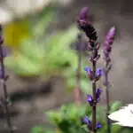 salvia caradone close