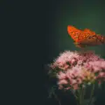 footer_natuurlijk beplantingsplan maken