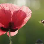 natuurlijk-beplantingsplan-maken-bg