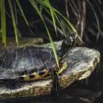 turtle-5568624_640