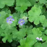 geranium philippe vapelle-2