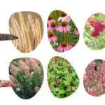 magische zeven_plantselectie_roze-rood
