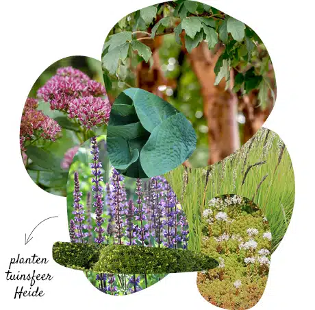 magische kamers_planten heide