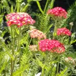 achillea millefolium paprika