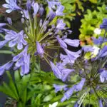 agapanthus sunfield
