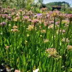 allium millenium