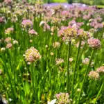 allium millenium 2