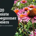blog_de 20 mooiste vroegzomerbloeiers