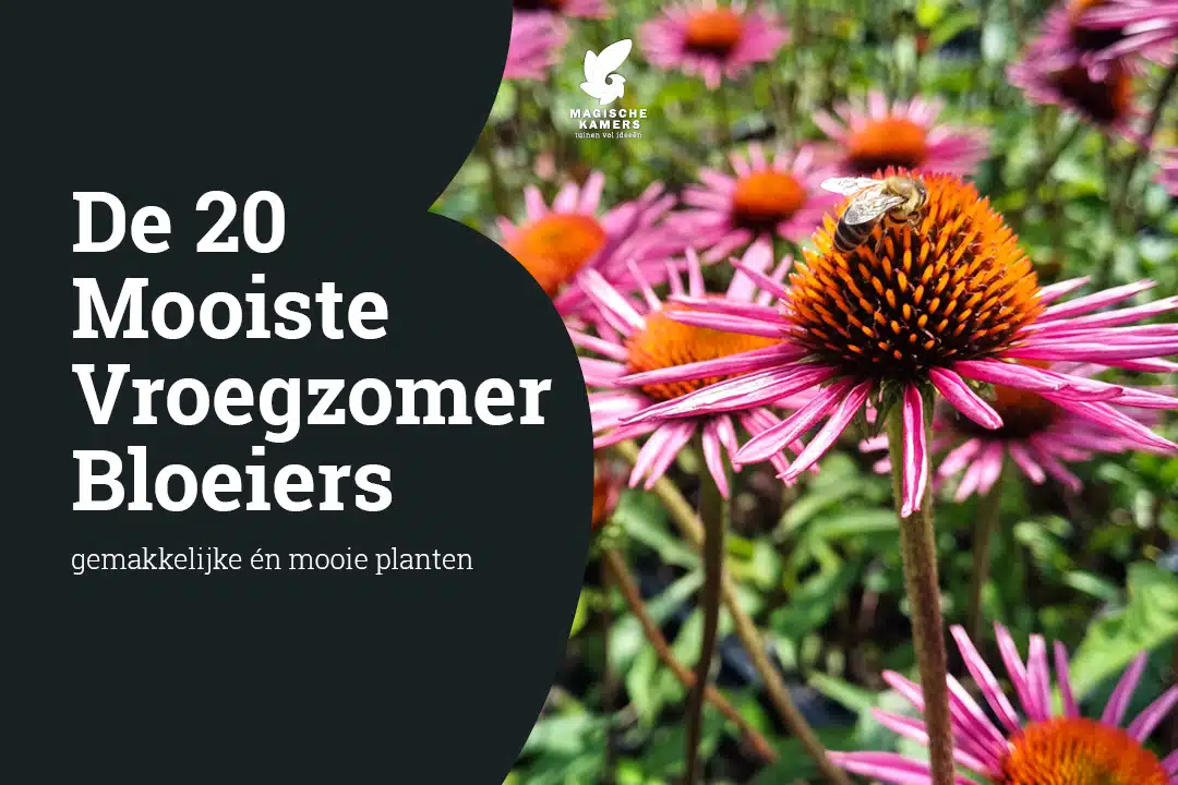 De 20 mooiste vroegzomerbloeiers voor eind juni/begin juli
