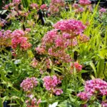 centranthus ruber coccineus