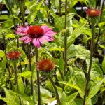 echinacea purpurea little magnus (2)