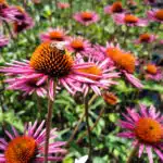 Echinacea purpurea pica bella