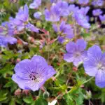 geranium rozanne