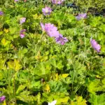 geranium sirak