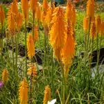 kniphofia mango popsicle
