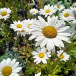 leucanthemum becky