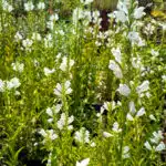 physostegia virginiana summersnow
