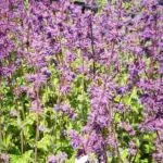 salvia verticillata purple rain (2)