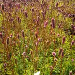 sanguisorba officinalis pink tanna