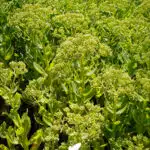 sedum herbstfreude