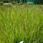 sesleria atumnalis