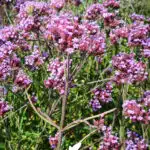 verbena bonariensis lollipop