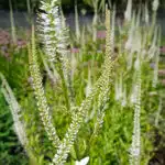 veronicastrum virginicum album